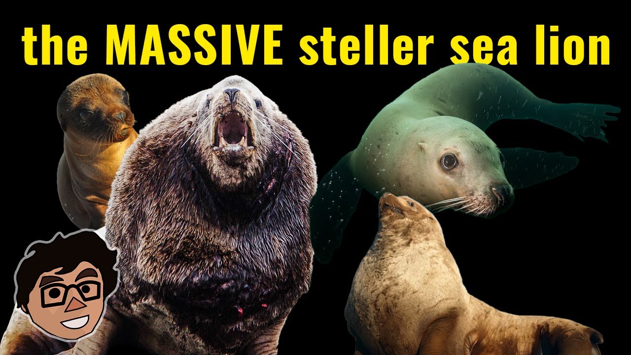 Steller Sea Lion: Forehead as Far as the Eyes Can See