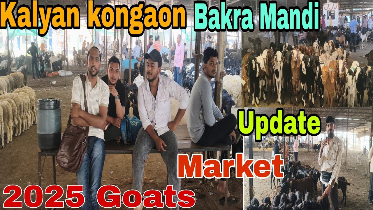 Kalyan Kongaon Bakra Mandi Update 2025 Goats Market Saste Bakra Bakri #youtubevideo #viralvideo 