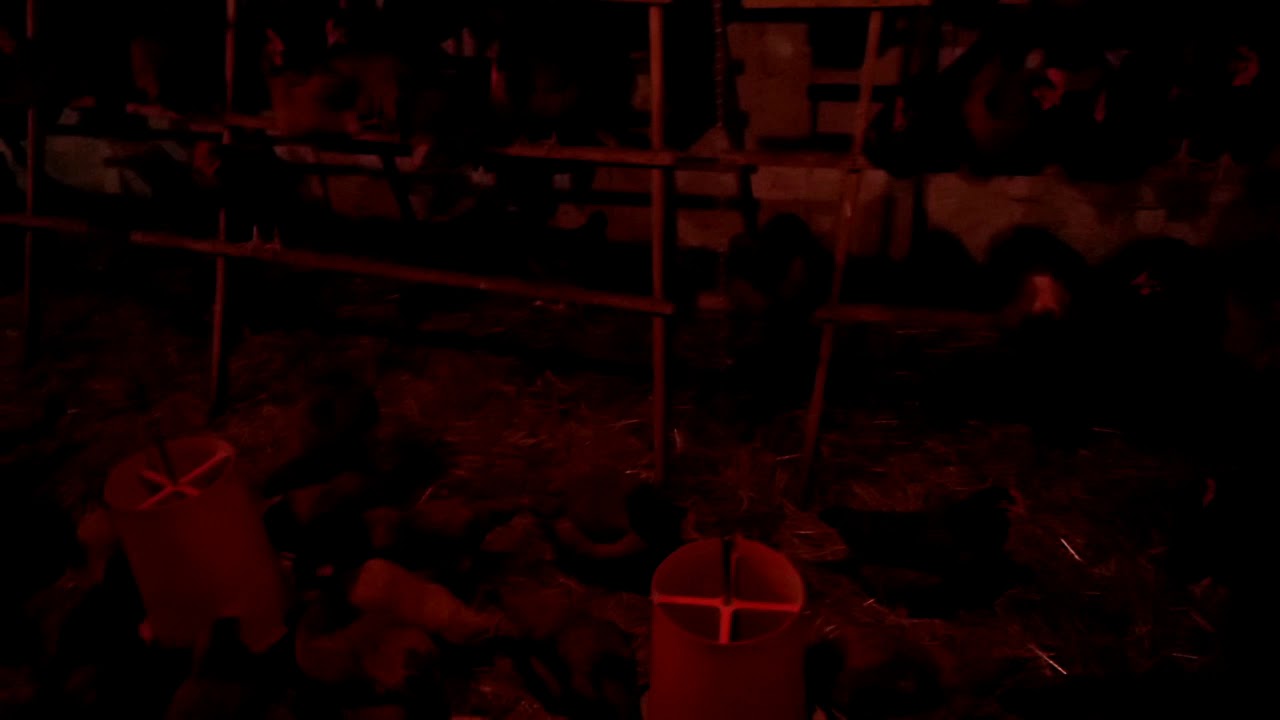 Mikroklimat w kurniku