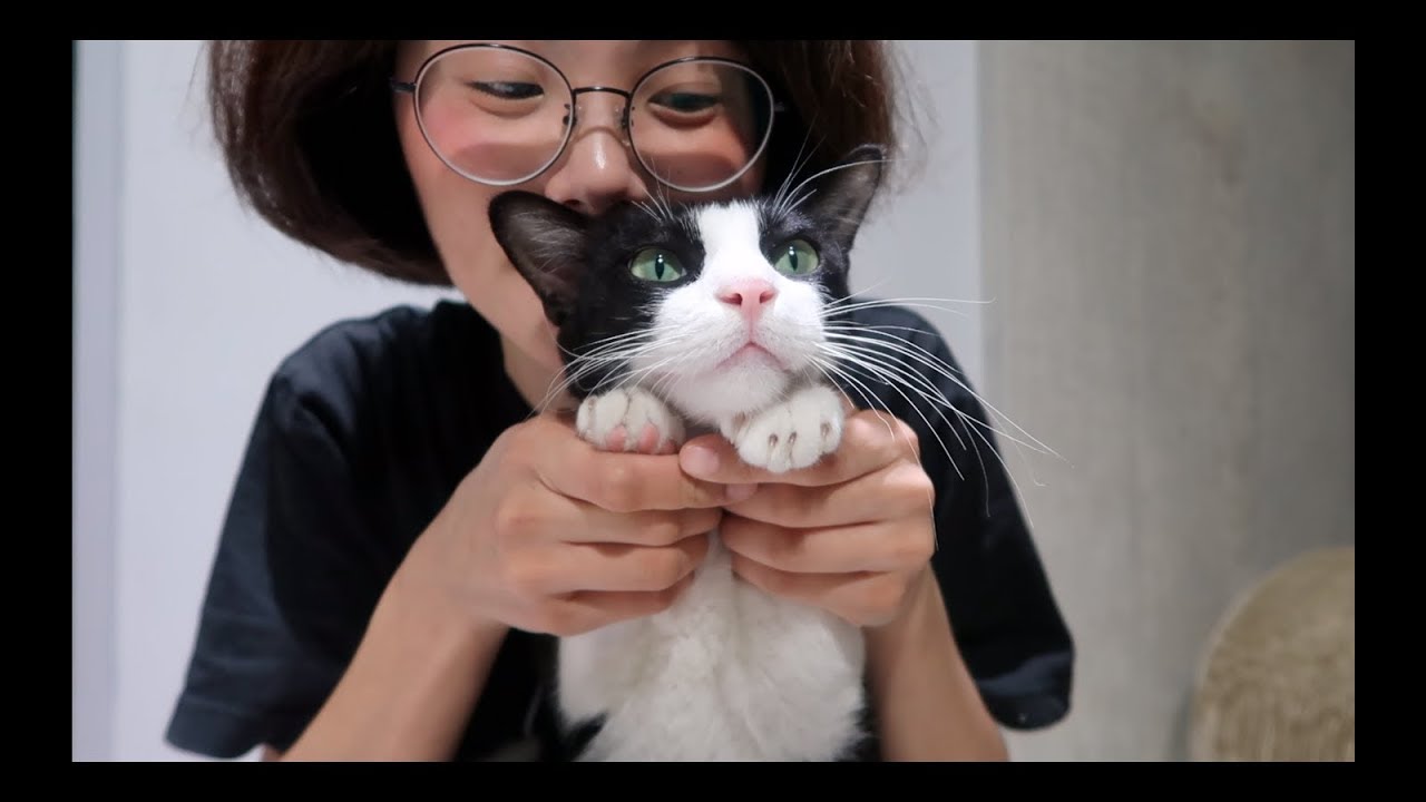 我花了多少錢學習成為一名寵物訓練師
