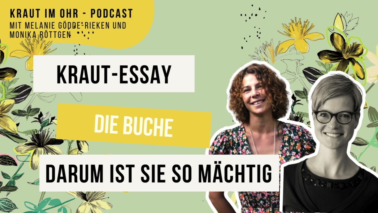 Podcast Kraut im Ohr Kraut Essay: die Buche. Darum ist sie so mächtig