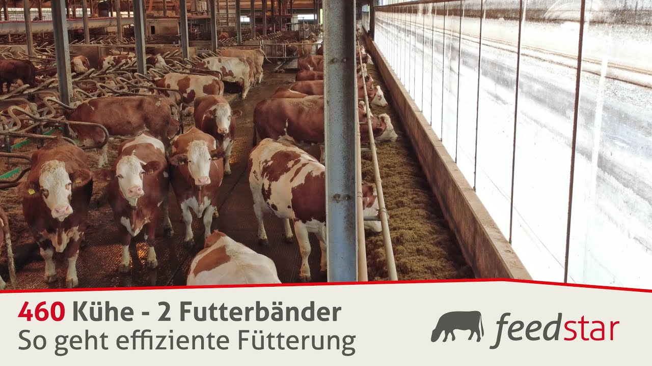 So werden 460 Kühe mit 2 Futterbändern gefüttert | Effiziente Fütterung in der Oberpfalz