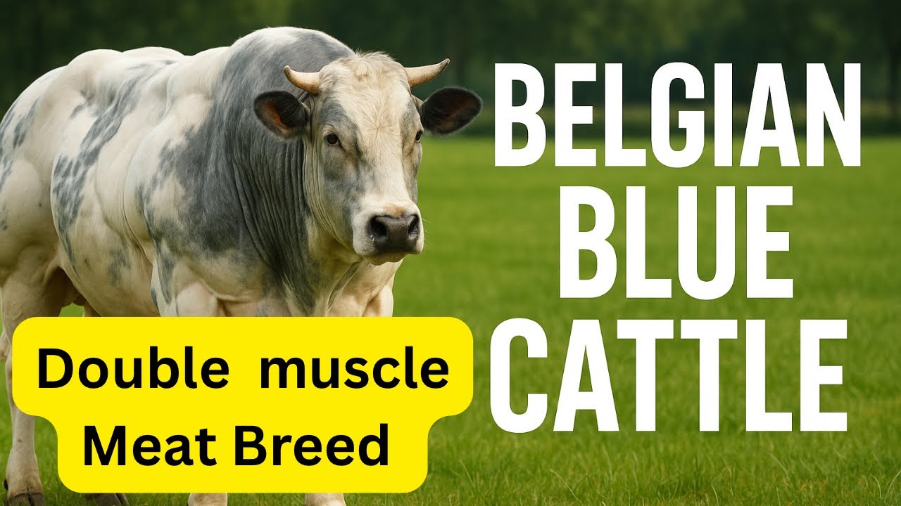 Бельгийская голубая порода коров | Описание породы с двойной мускулатурой