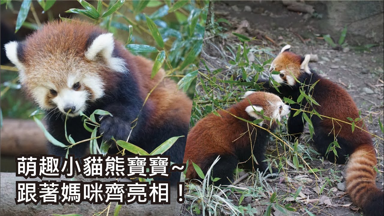 萌趣小貓熊寶寶~跟著媽咪齊亮相！