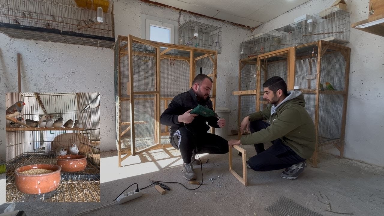 PAPAĞANLARIN YANINA HİNT BÜLBÜLÜ ALDIK - SİZCE ÜRETİMİNİ YAPABİLİR MİYİZ ?