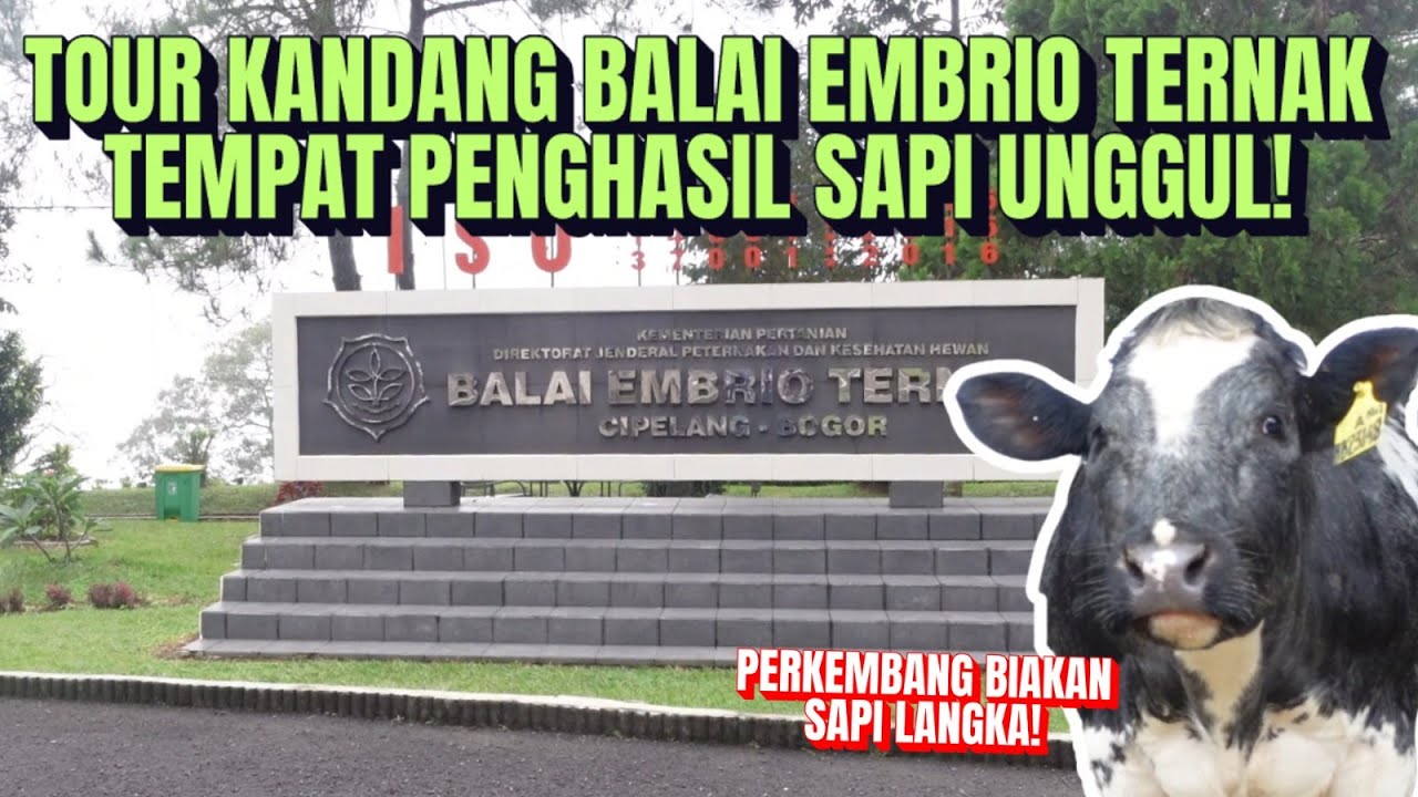 Grebek Kandang Balai Embrio Ternak BET Cipelang
