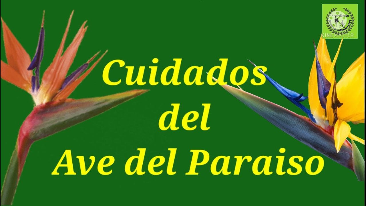 Cuidados del Ave del Paraíso | Strelitzia Reginae