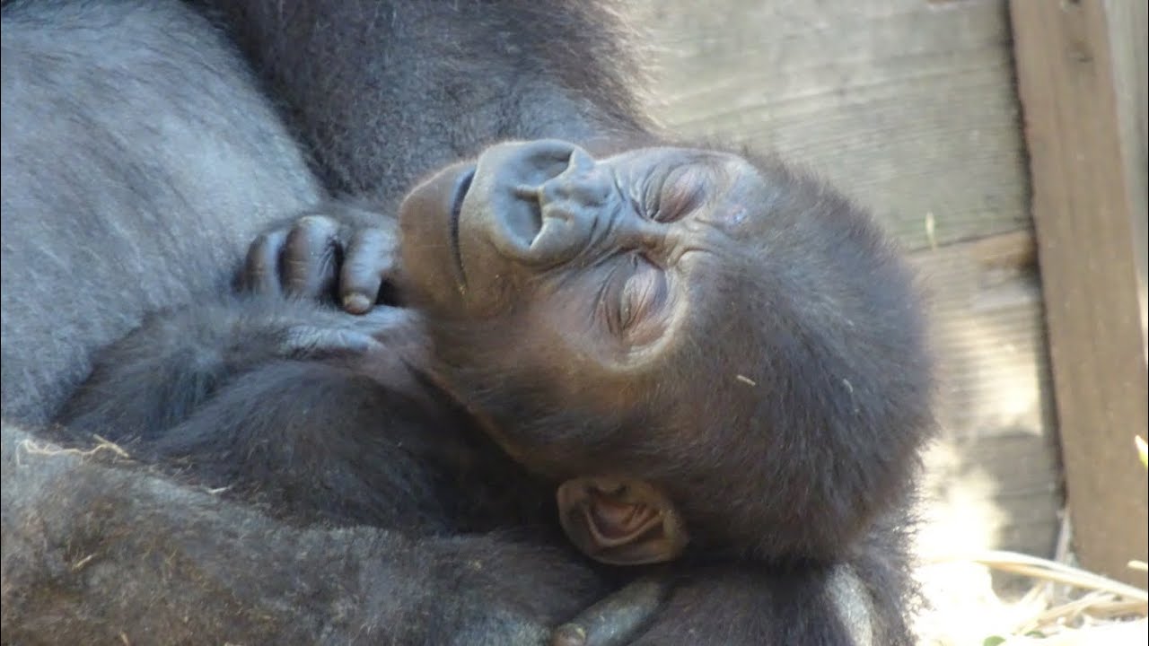 訓練中、母に抱かれてお昼寝するキンタロウ⭐️ゴリラ gorilla【京都市動物園】A child gorilla Kintaro took a nap in his mother's arms