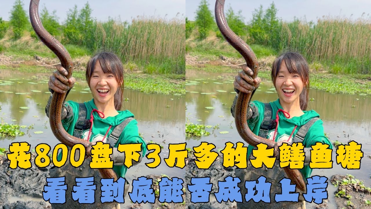 花800元盘下3斤多的大鳝鱼塘，看看到底能否成功上岸？#户外抓鱼 #户外捕鱼 #幺妹vlog #乡村生活 #农村生活