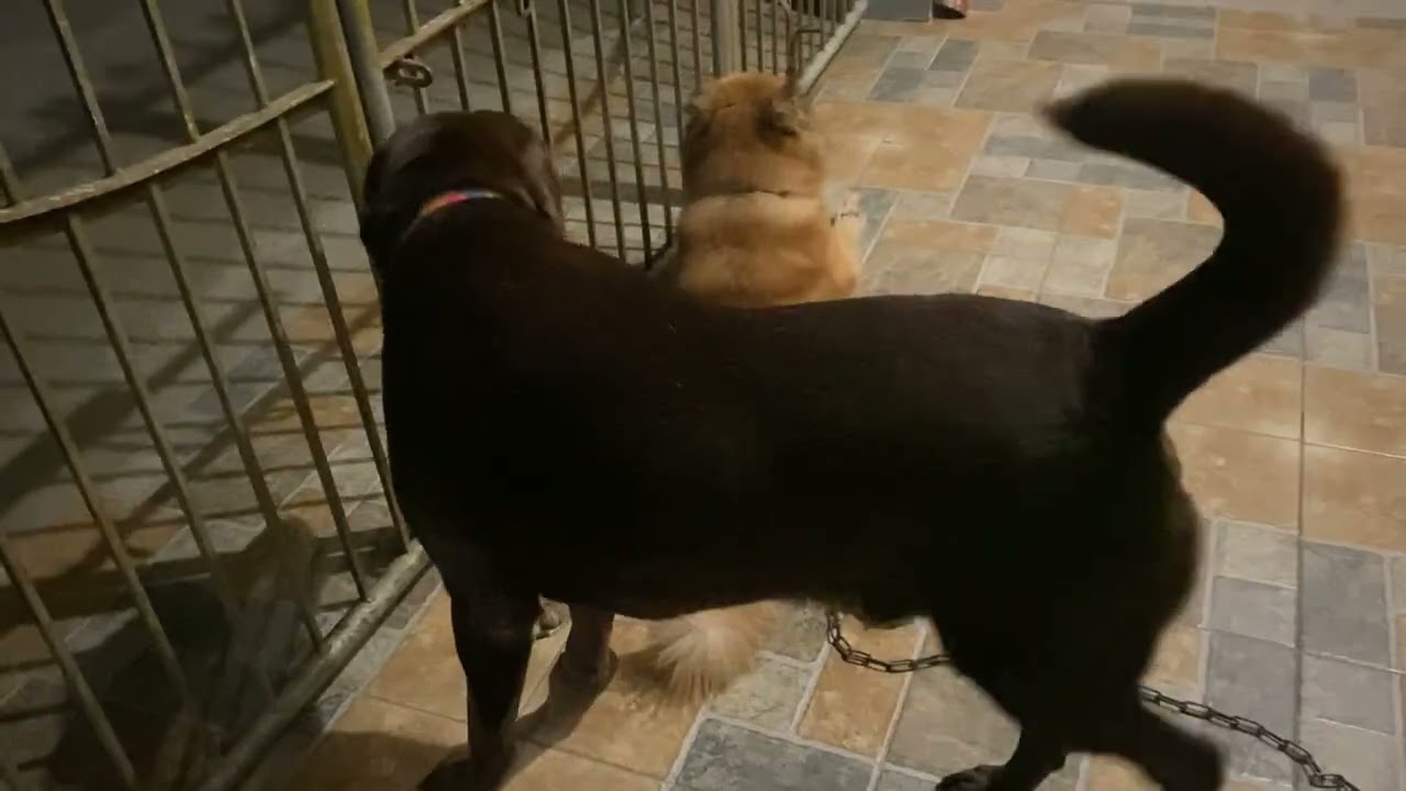 my furbabies