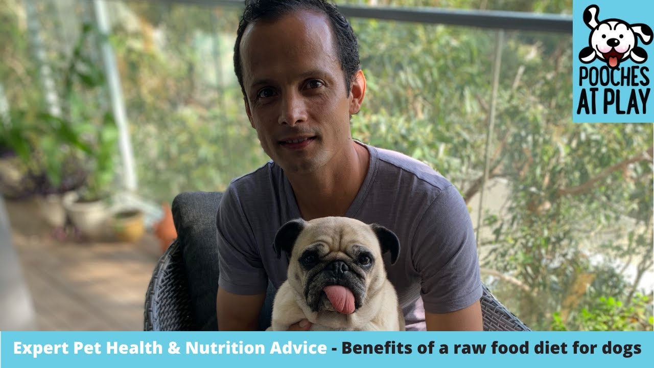 Raw food diet for dogs - Expert Dog Health and Nutrition Advice | S5 Ep3 | Pooches at Play