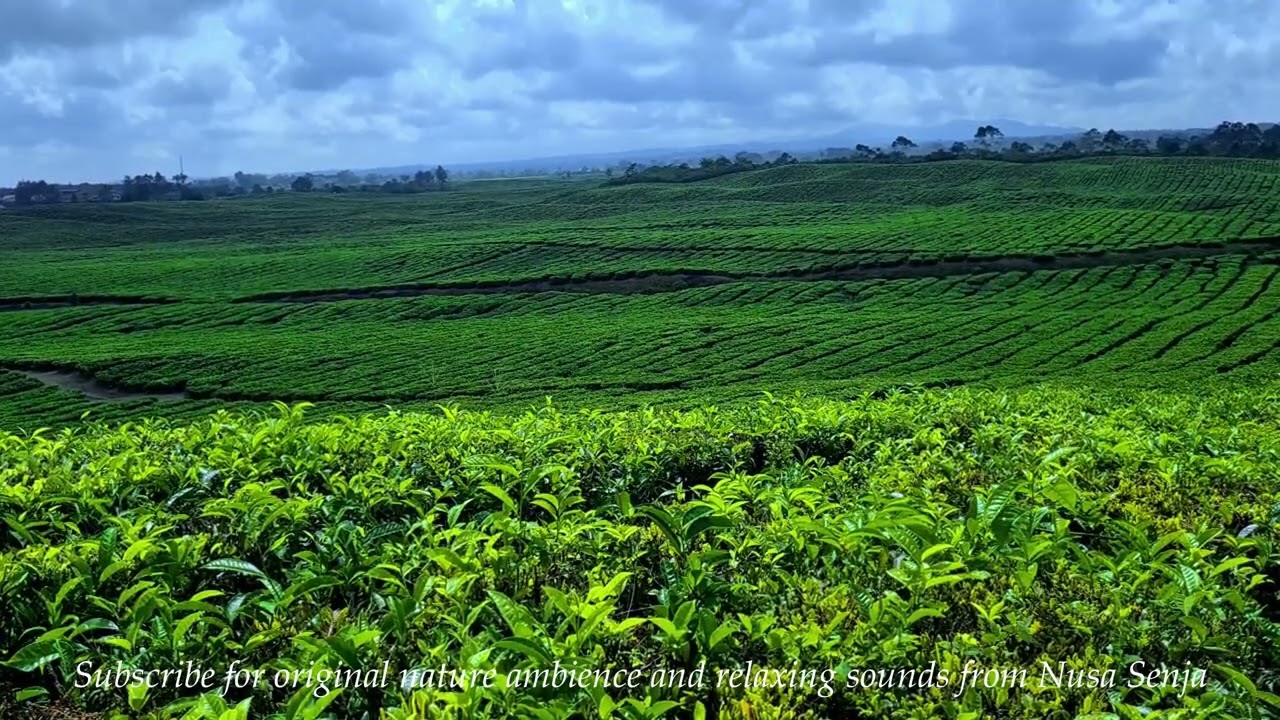Relaxing Tea Plantation Ambience | Calm Nature & Soothing Music for Deep Relaxation