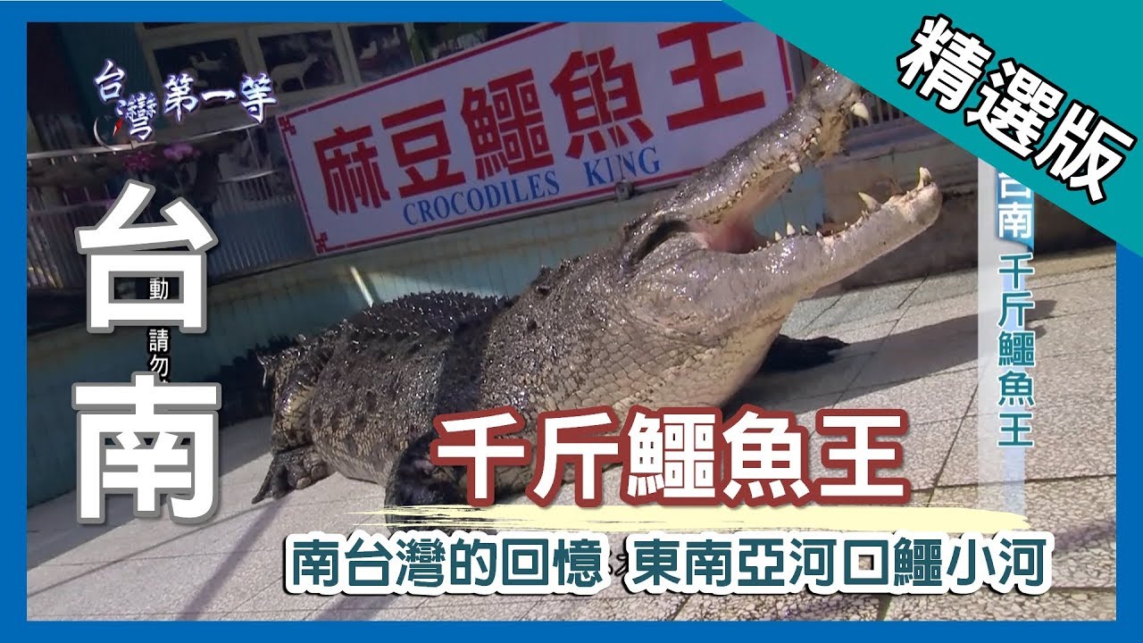 台灣第一等【千斤鱷魚王小河 咬合力達六噸】台南 _精選版