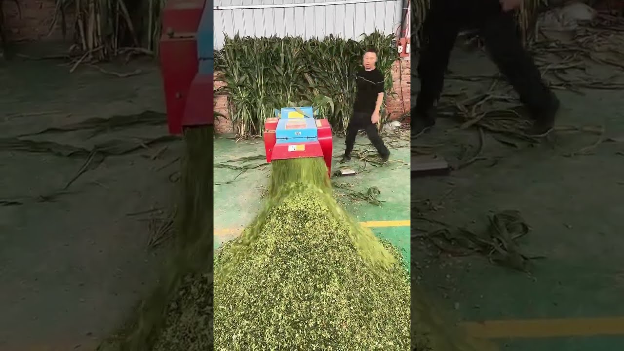 Chopper Making Silage for Cattle Sheep Horse Feed #shorts
