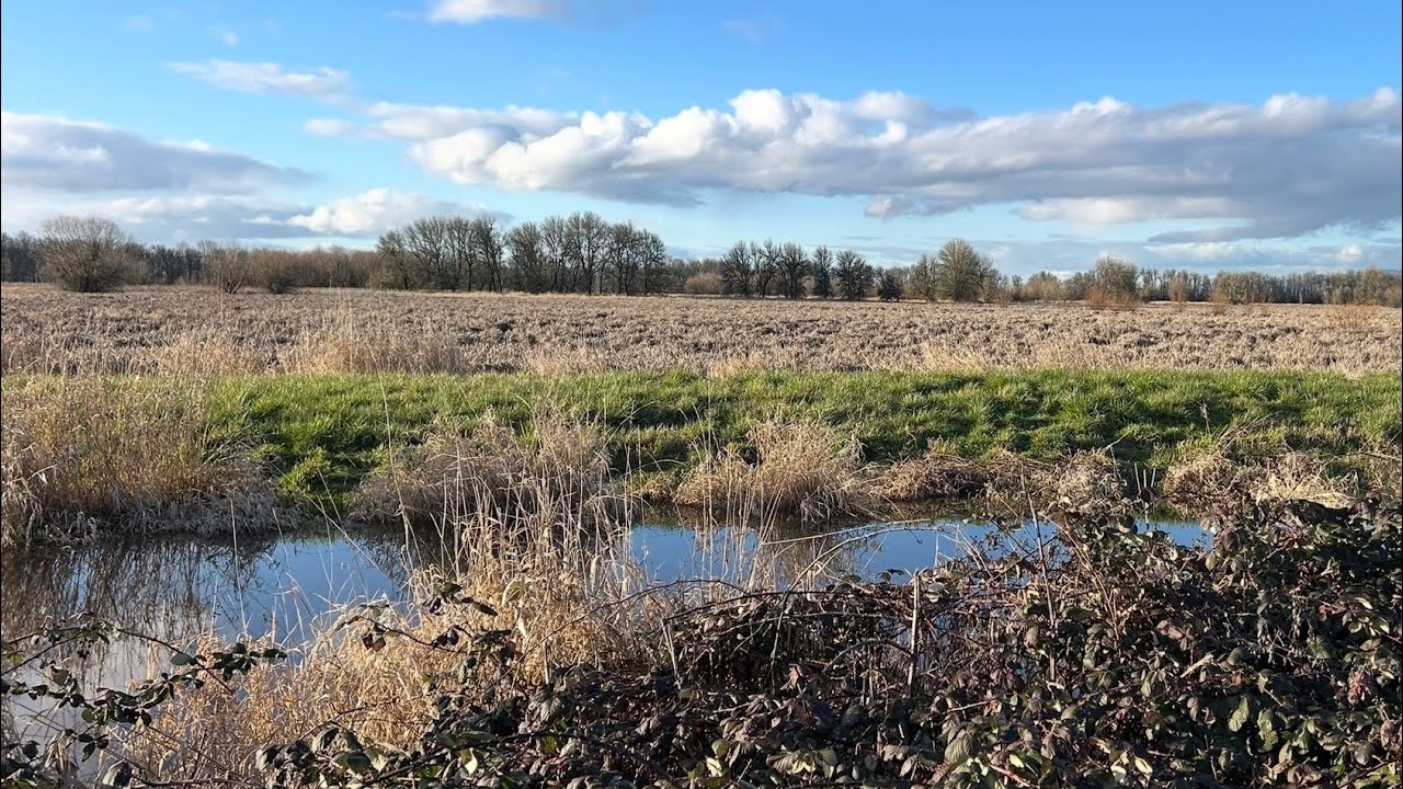 Ridgefield National Wildlife Refuge, Washington || Birds in February
