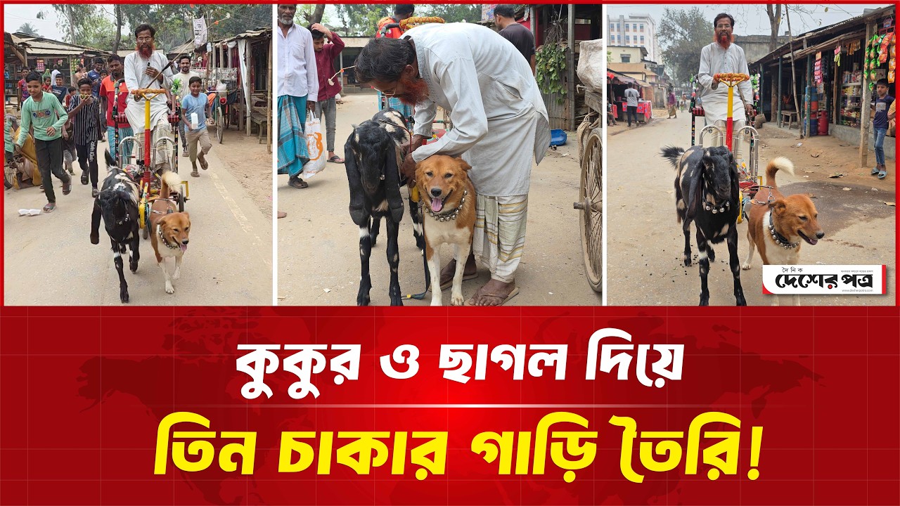 পোষা কুকুর ও ছাগল দিয়ে তিন চাকার গাড়ি তৈরি করে তাক লাগালেন বৃদ্ধ সুবাহান বয়াতি! | দেশেরপত্র