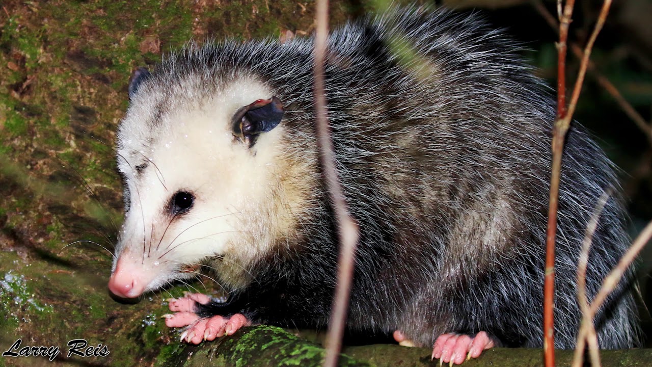 Misunderstood Animals