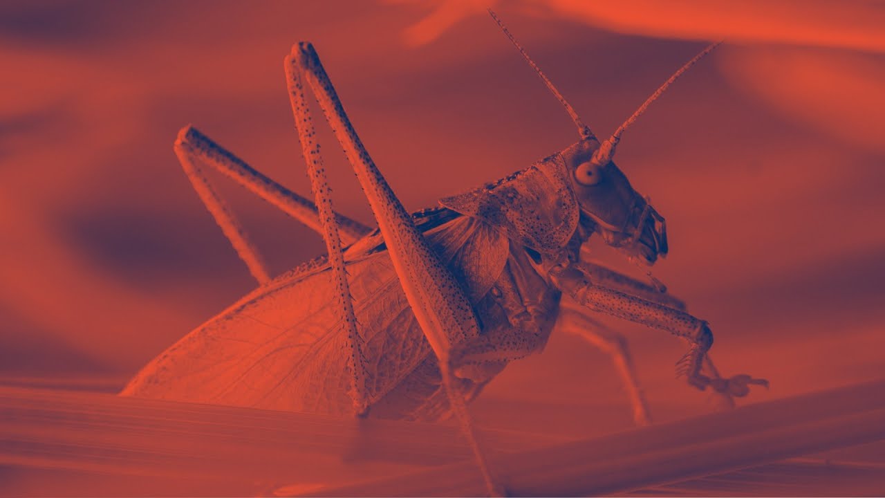 What Are the Locusts of Revelation? (Revelation 9:7-11)