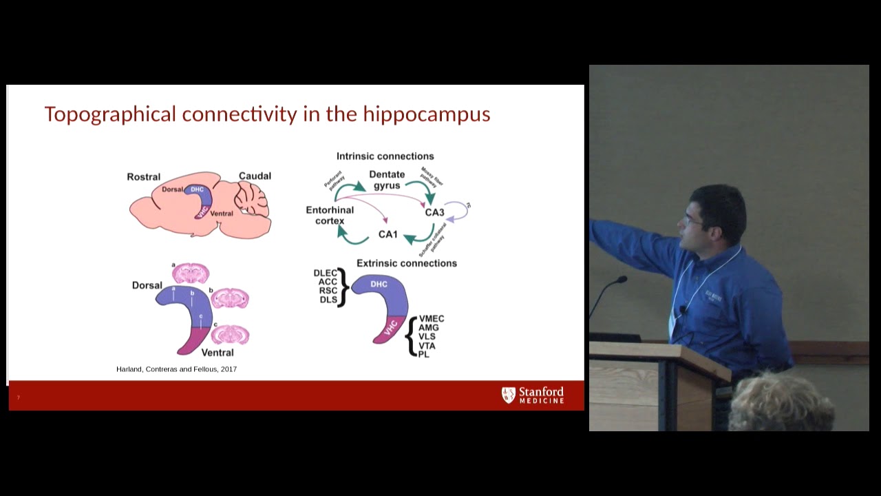 Full-Scale Biophysical Modeling of Hippocampal Networks during Spatial Navigation - Ivan Raikov