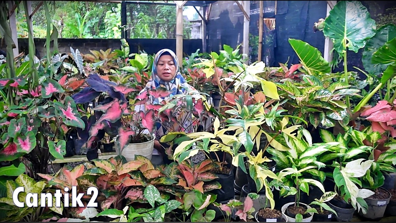 INFO Tanhis Baru Unik2 Cantik2 Menor2 Josh