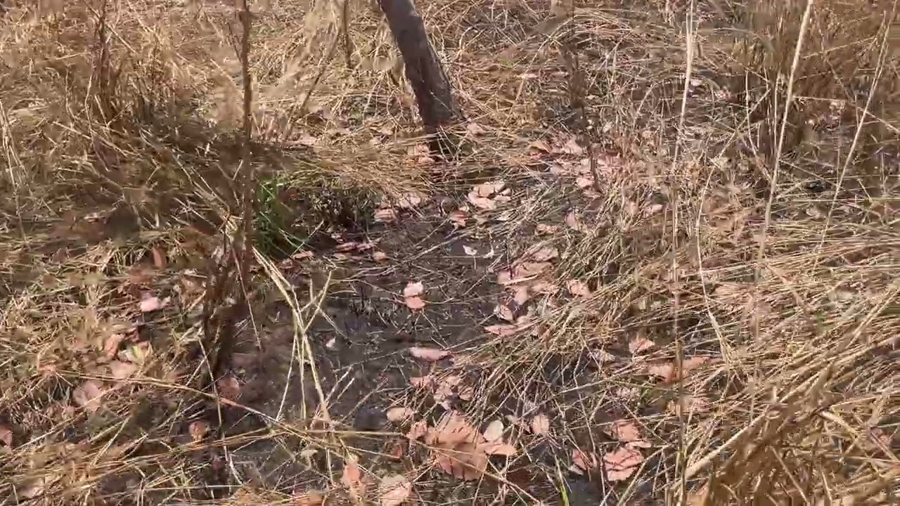 8 sào đất chỉ có 60tr cách suối lớn 150m Lh/zalo 0389661913