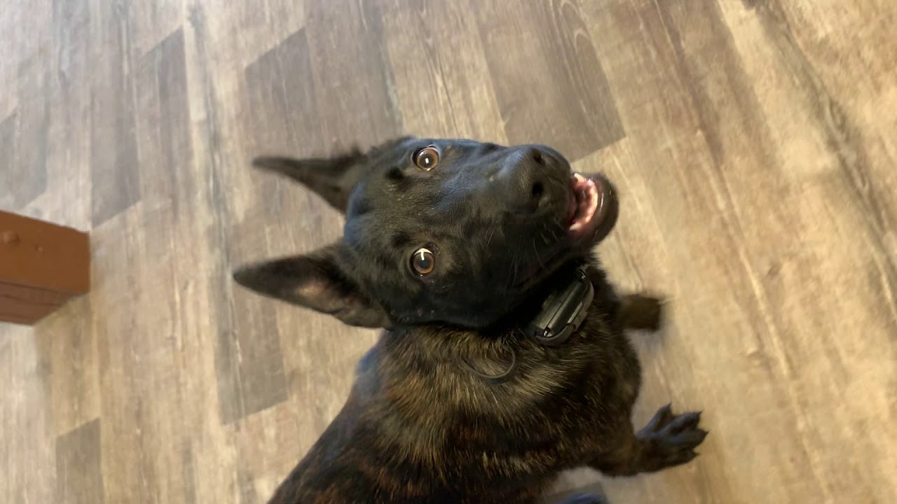 Bella Dutch Shepherd puppy 5 months old 4-1-2019