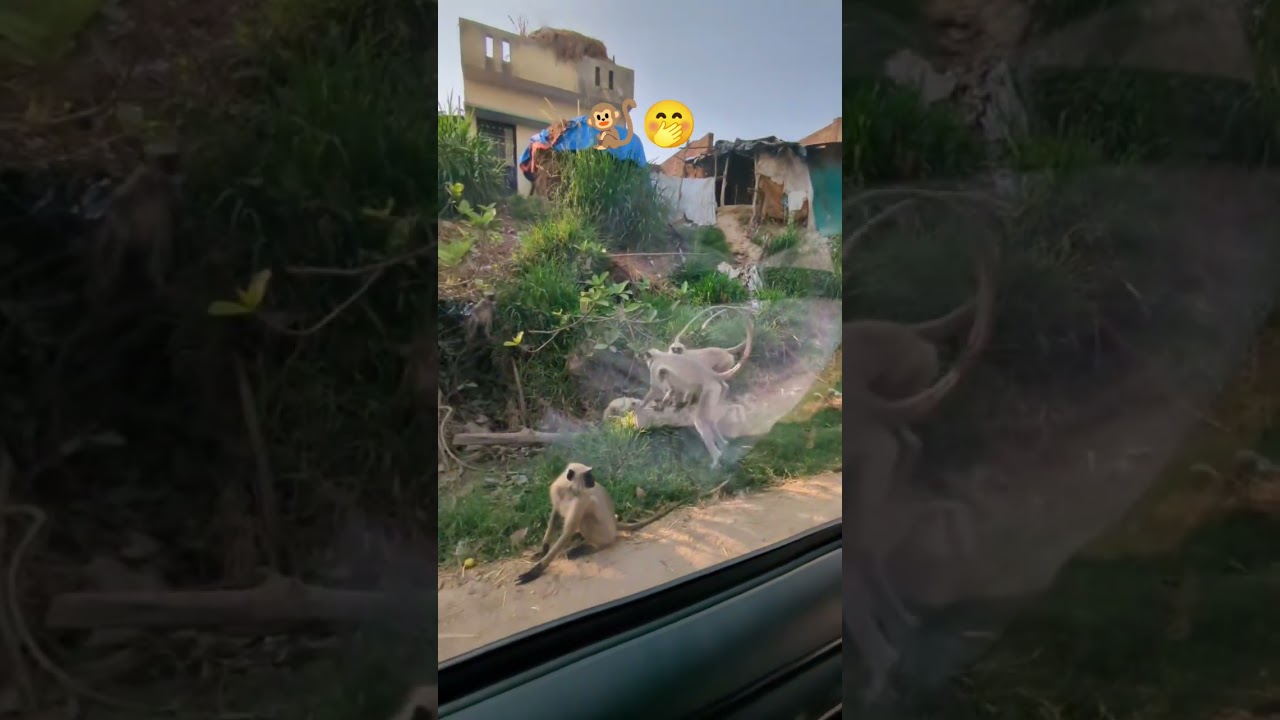 bandar bor khay?🧐#monkey #bor #fruit #vlog #travel #love #family #raw #real #reaction #memes #more