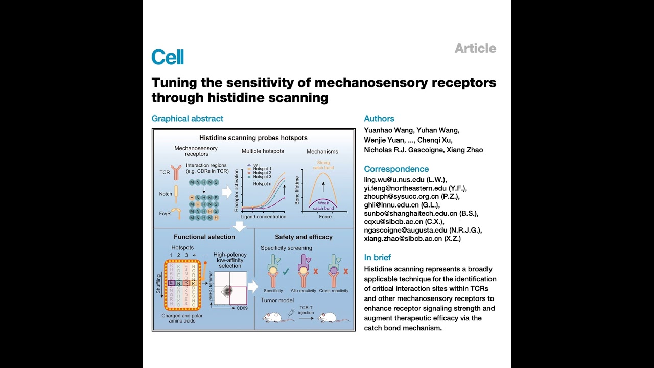 581-Histidine Scanning for Engineering TCR Sensitivity