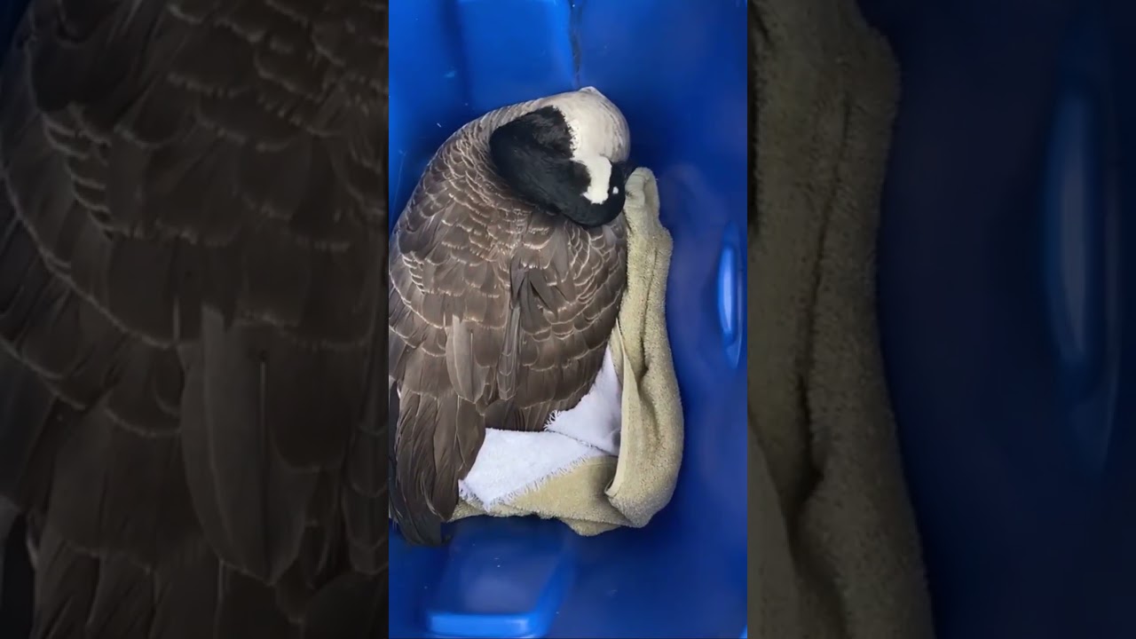 Canada Goose With Bird Flu Symptoms