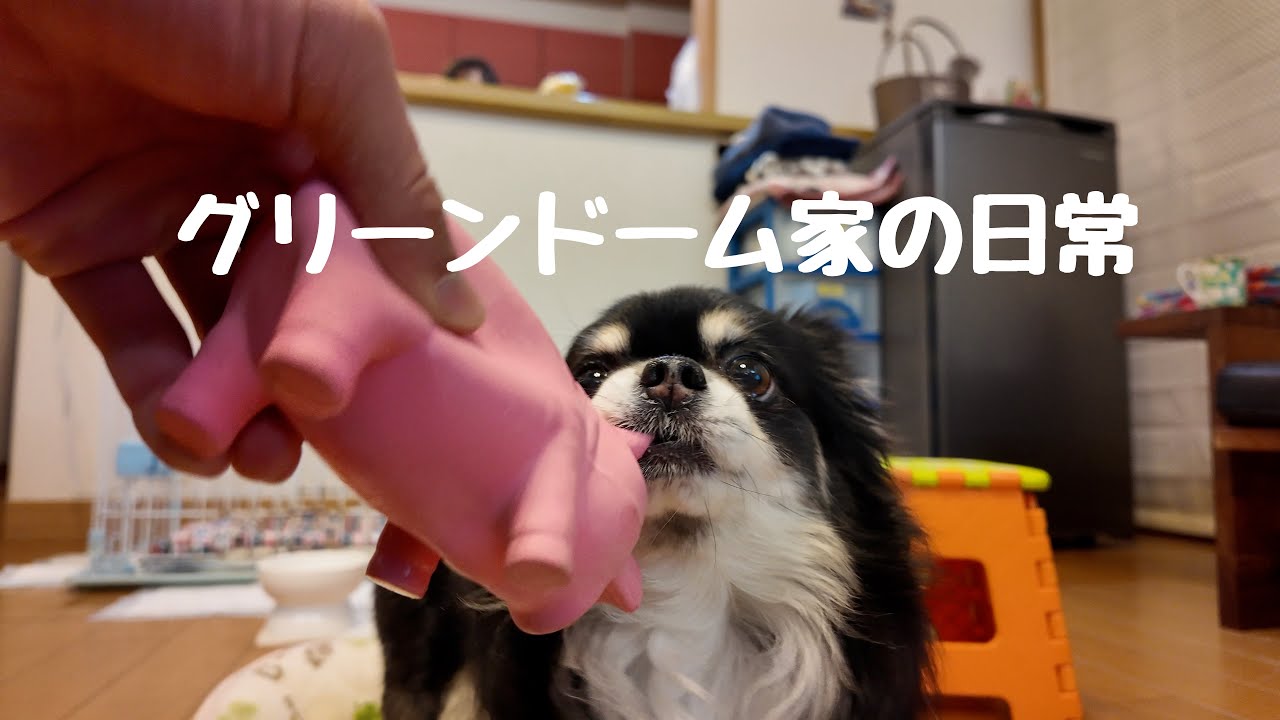 【ほのぼの系】豚と遊ぶチワワとグリーンドーム家の日常。