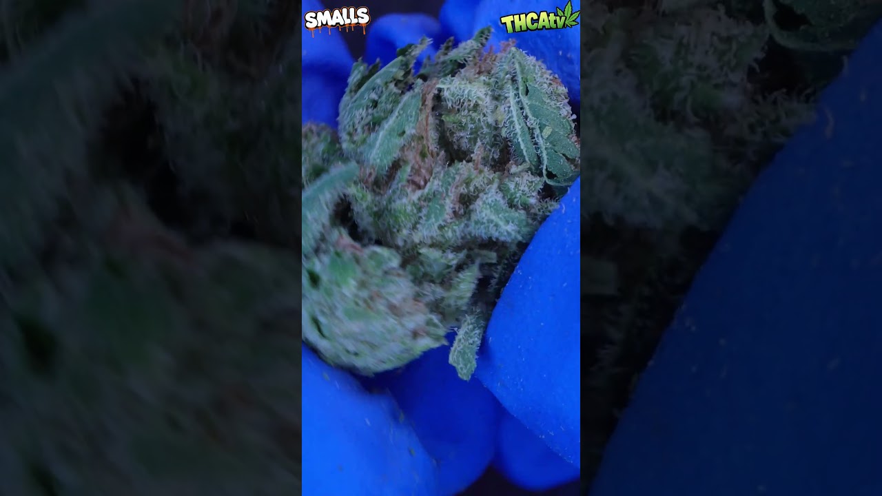 Gas or Pass: Budget Edition! 🔥💨 | NY Sour Diesel 🌿 (JK Distro $34.99/oz Smalls Review)