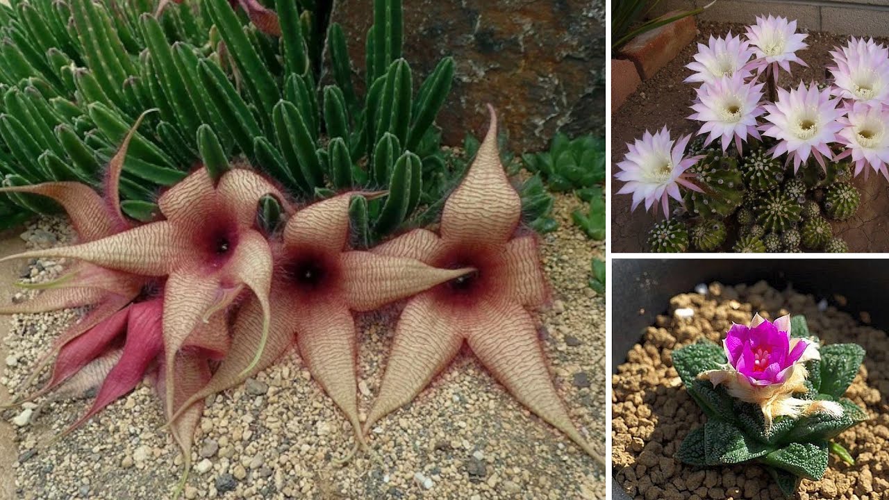 7 Piante Grasse con Fiori Spettacolari che Non Ti Aspetti