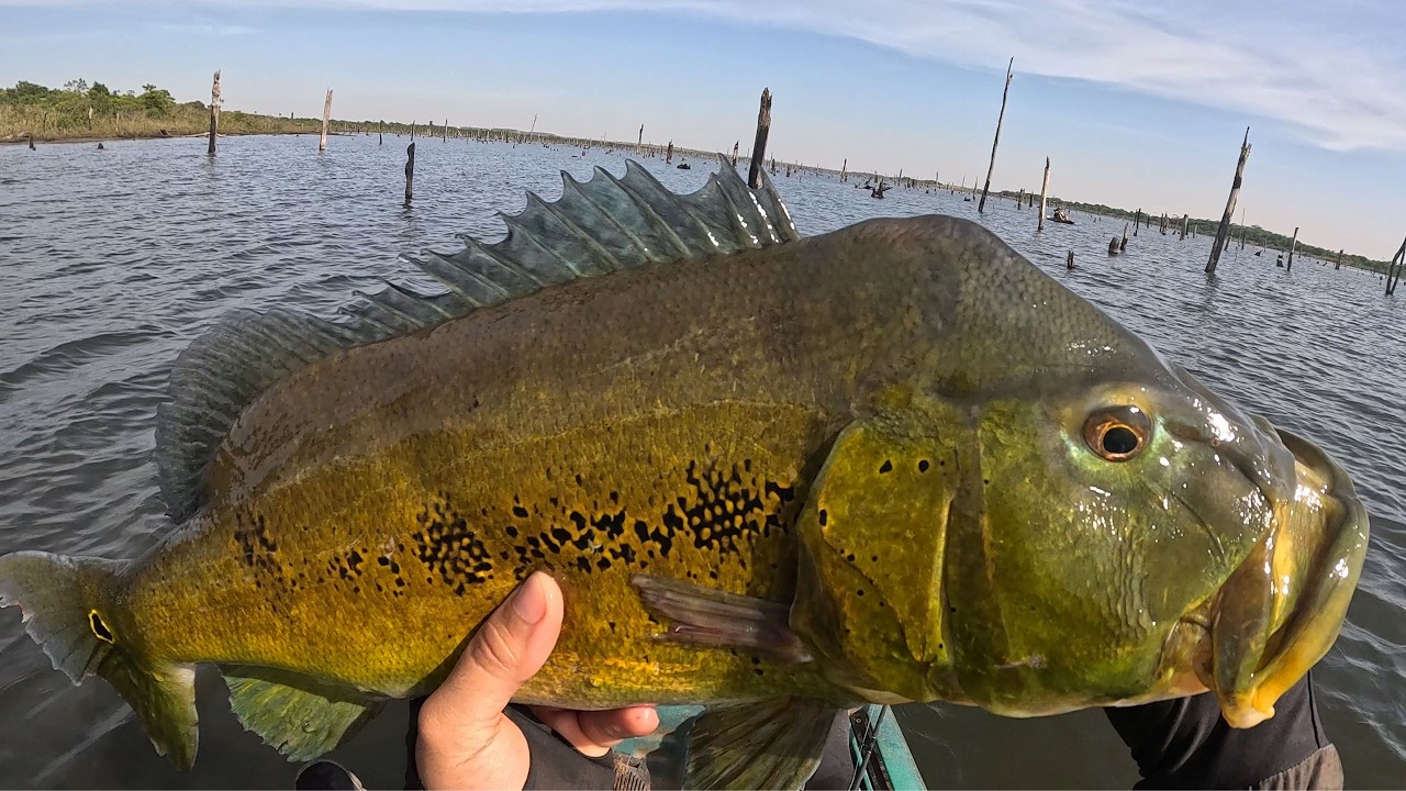 O MAIOR ATAQUE QUE JÁ GRAVEI! Tucunaré Gigante Destrói a Isca! #pescaria #fishing