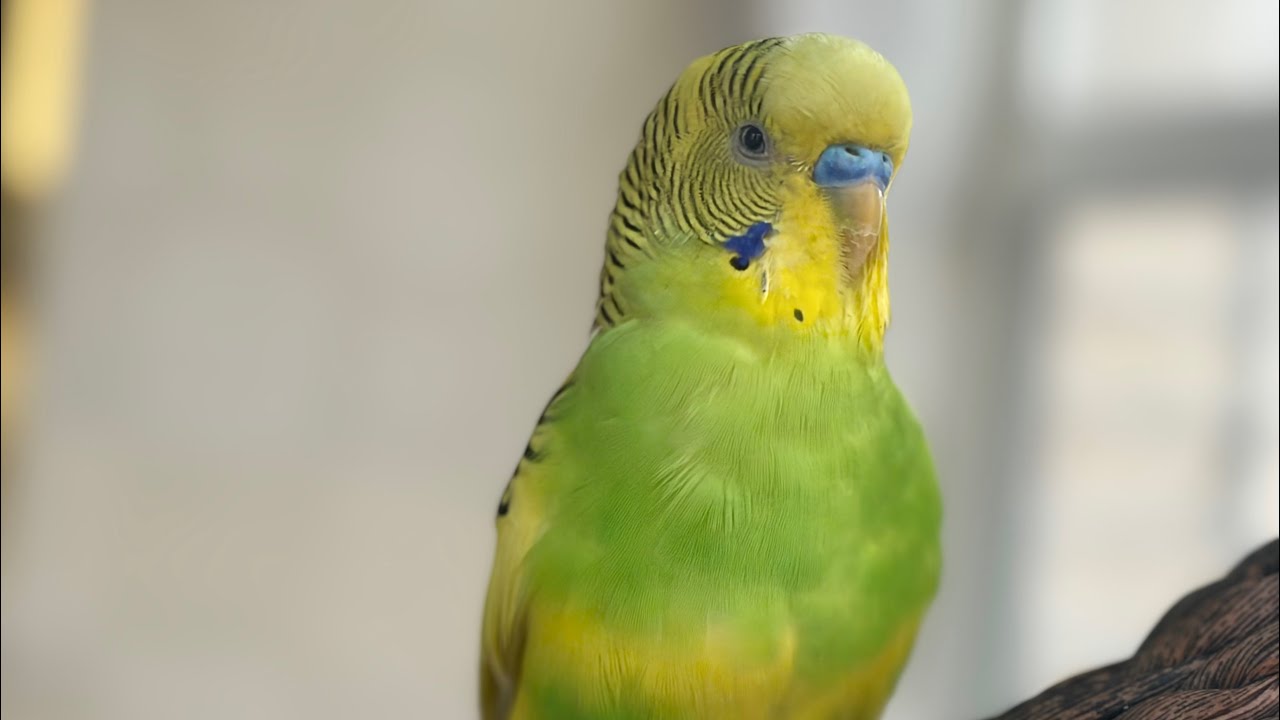 Budgies soothing sound 😍