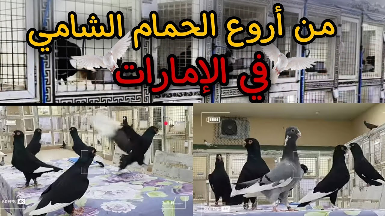 من اكبر مربي الحمام والطيور الشامية الاصيلة في دولة الإمارات