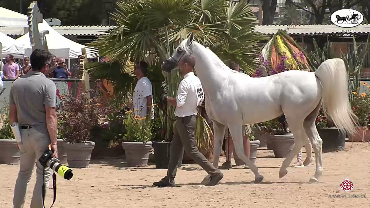 N 160 EXCALIBUR EA   Mediterranean and Arab Countries AHC   Menton 2021   Stallions 8+ Years Old Cla