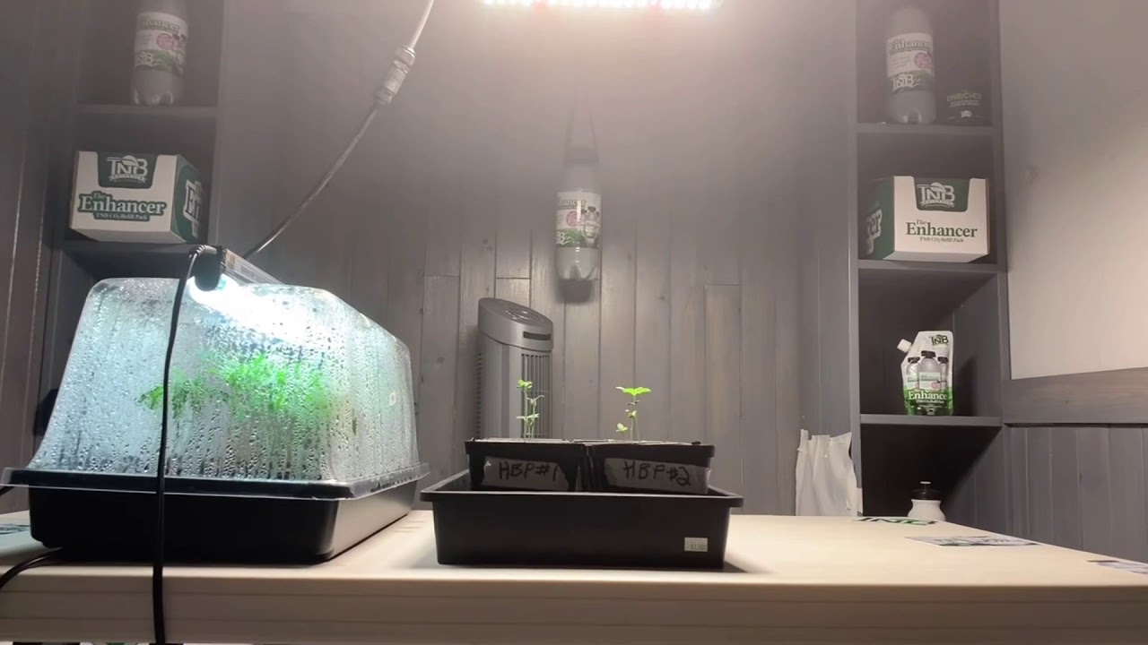 In the Peg City Cannabis Grow Rooms - Next Round of Plants Under the Spider Farmer SF 1000