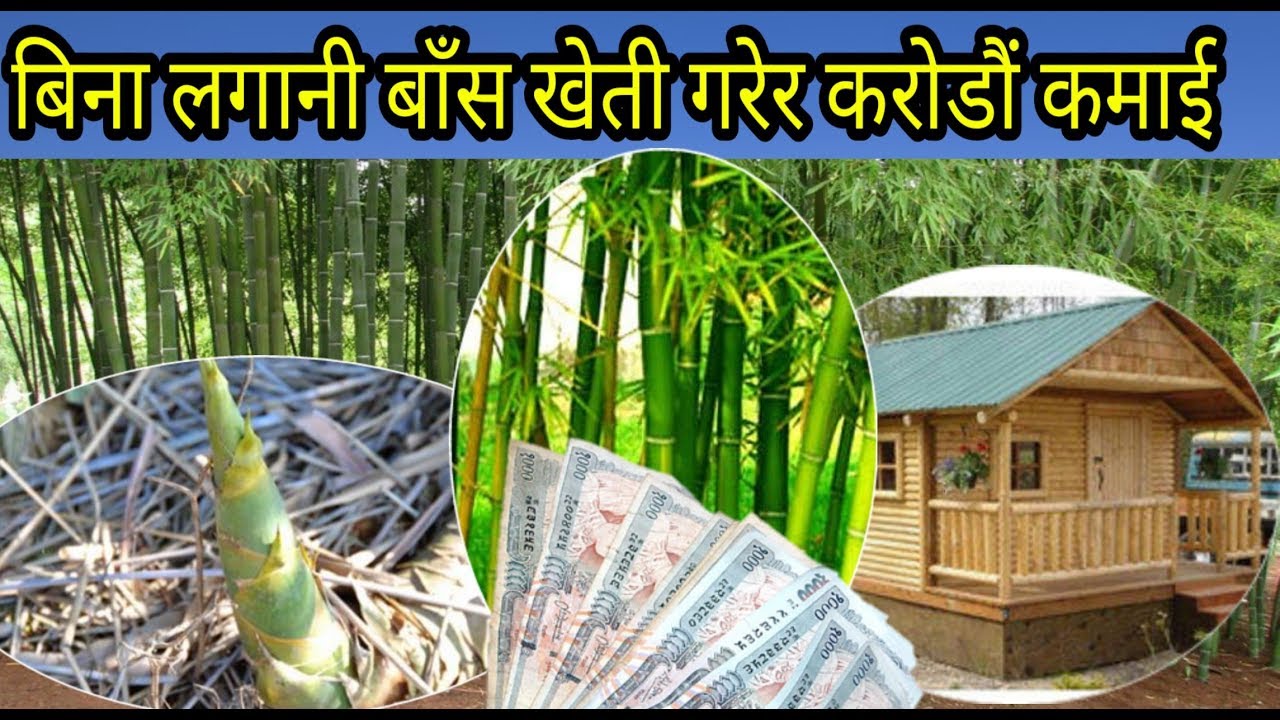 बाझो जमिनमा बाँस खेती गरेरनै करोडौं कमाउने आईडिया / Sathi.com