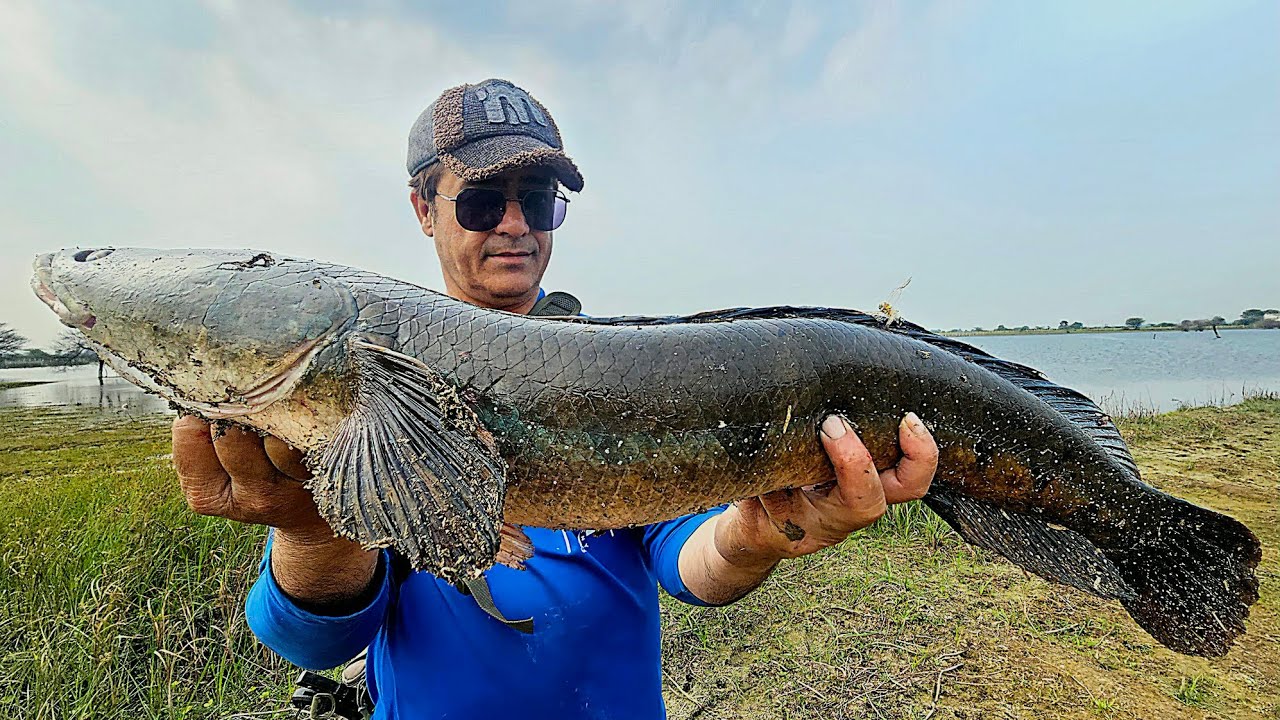Amazing snakehead fishing || adventure video || fishing video 