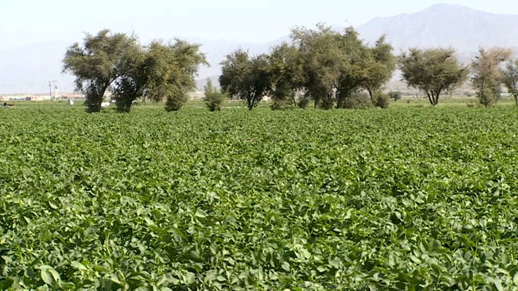Iran agriculture at a glance