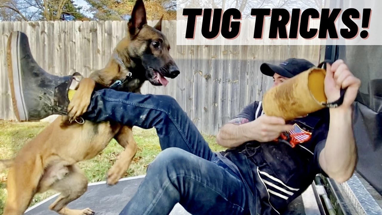 MUST DO IF YOUR DOG PLAYS TUG!! MY BELGIAN MALINOIS ENVIRONMENTAL TRAINING!