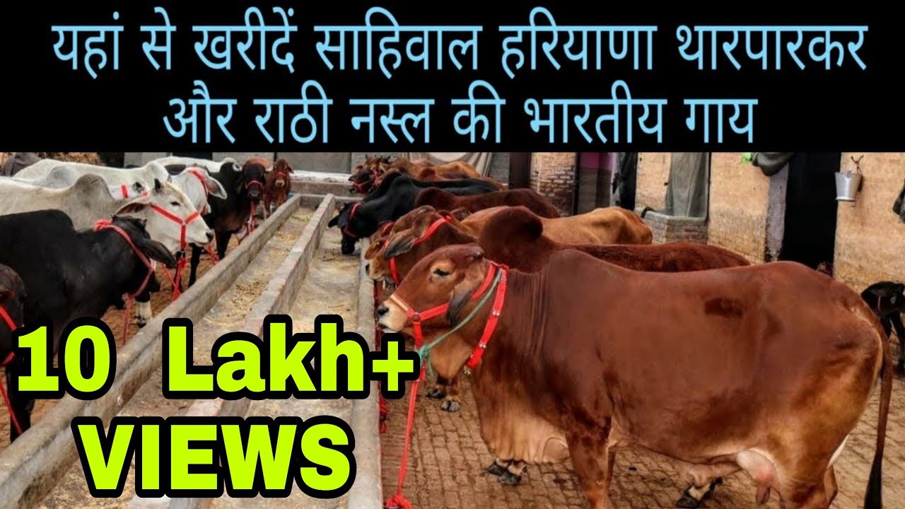 20 Show Quality Indian Cow available for buyers. Haryana Cow. Rathi Cow. Sahiwal Cow. Tharparker