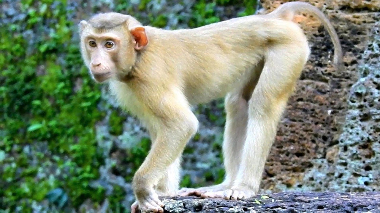 Poor Orphan Monkey SOK Try To Come Down From Temple & Look For Food