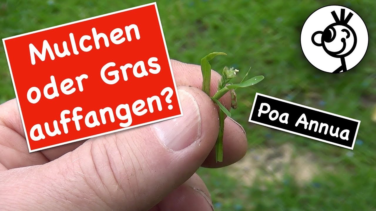 Poa Annua im Rasen - mulchen oder Gras auffangen?