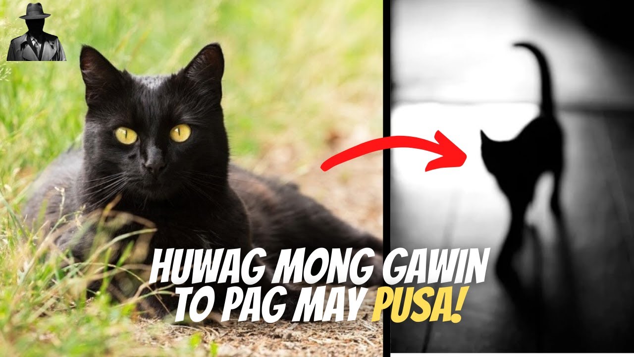 PINAKA SIKAT NA MGA PAMAHIIN SA PUSA  | Hiwaga