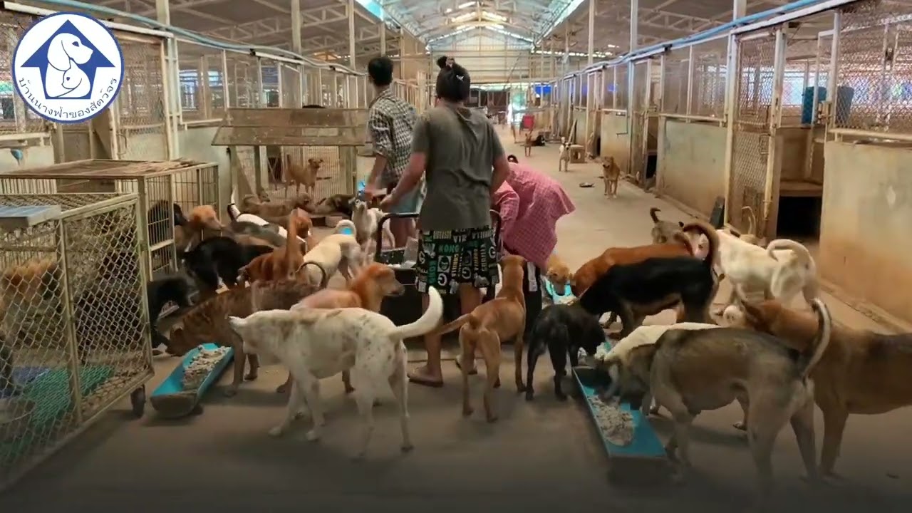 สถานสงเคราะห์สัตว์บ้านนางฟ้าของสัตว์จร