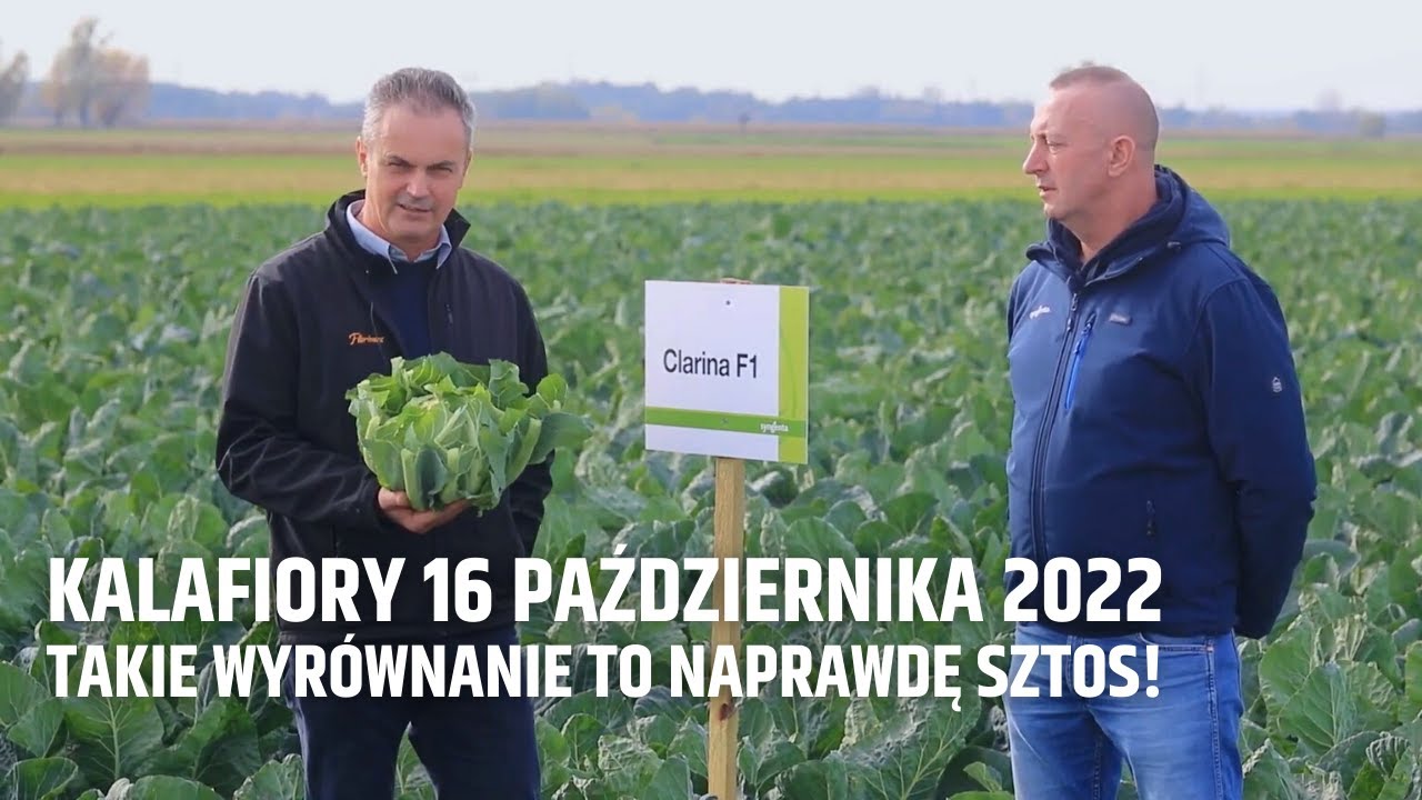 Kalafiory 16 października 2022. Takie wyrównanie to naprawdę SZTOS!