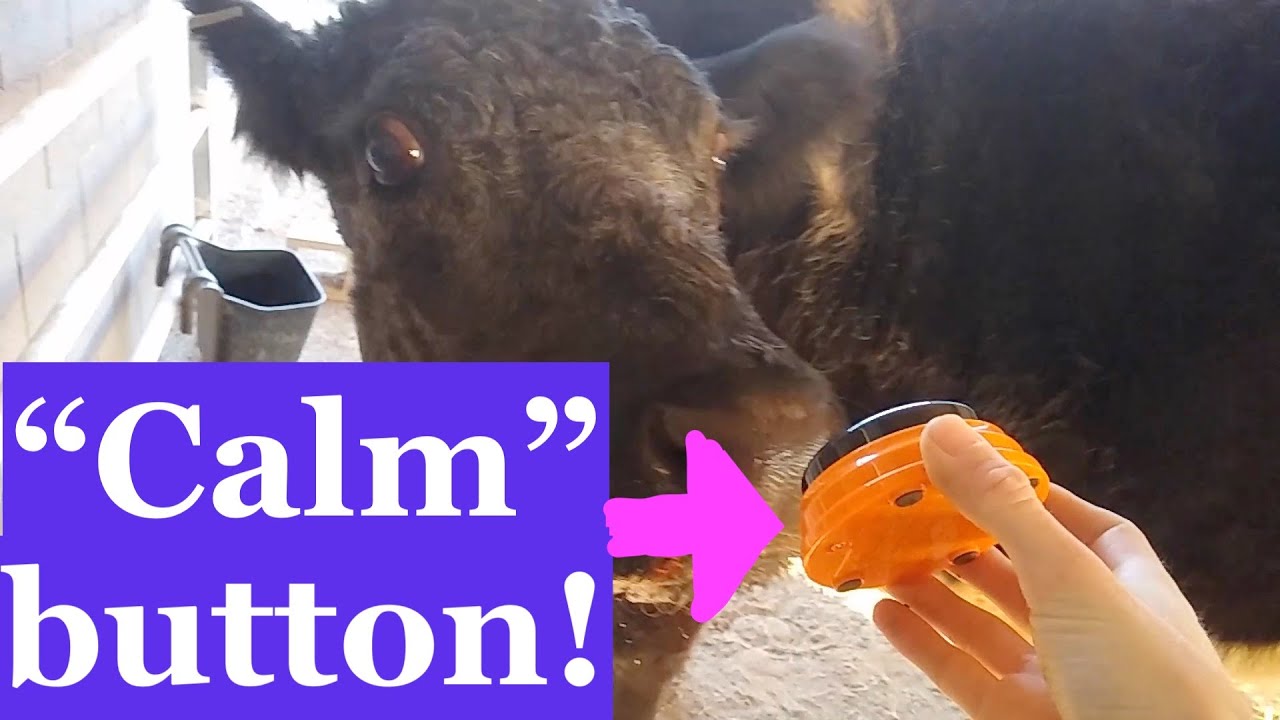Talking Cow Norma Learns “Calm”! | Cow Talks With Sound Buttons | Rescued Dairy Cow | Sanctuary