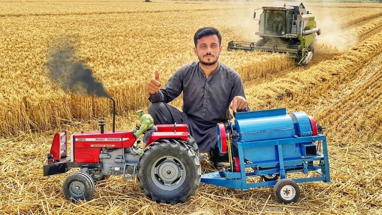 Mf 385 Tractor best performance on thrasher machine | Old Harvesting technique | 4K Ultra HD