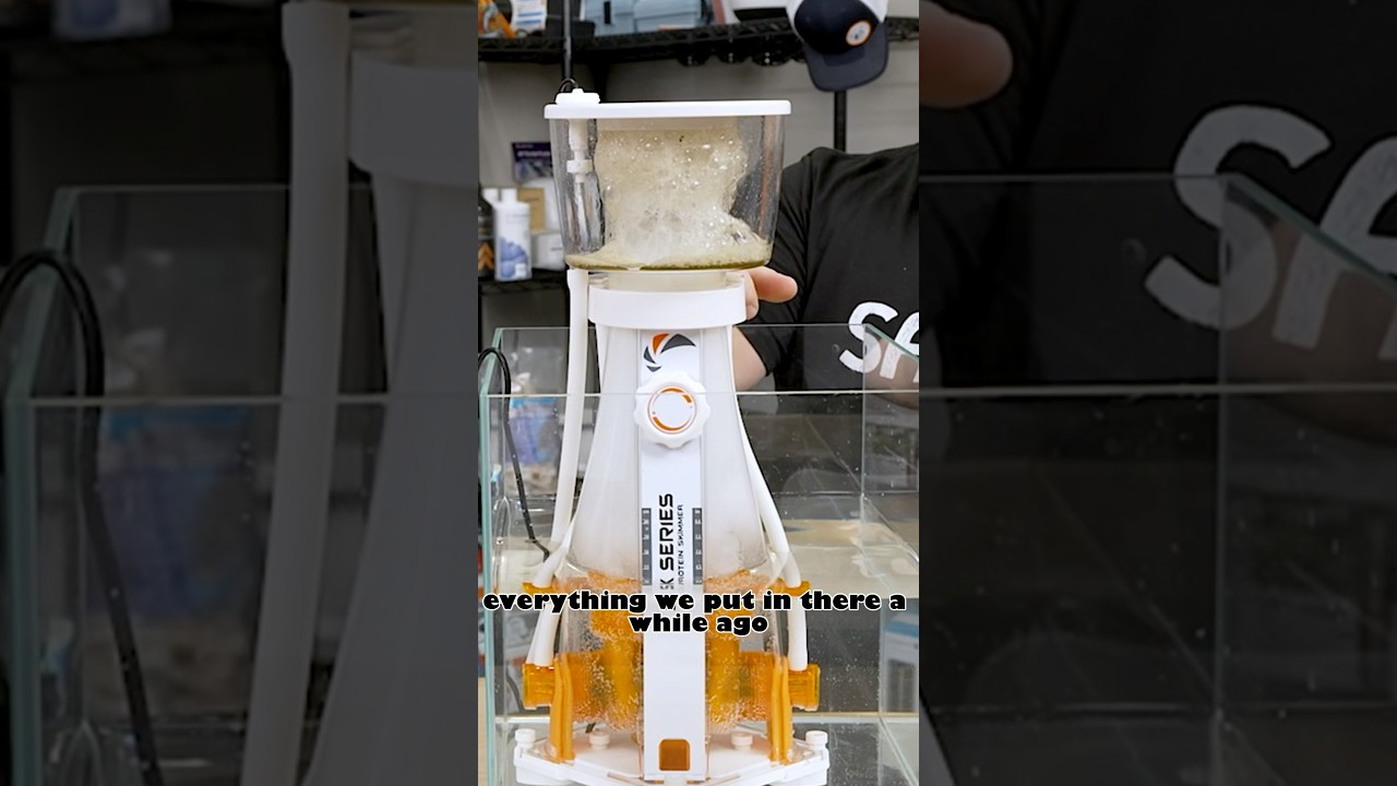 Tuned Protein Skimmer! #brstv